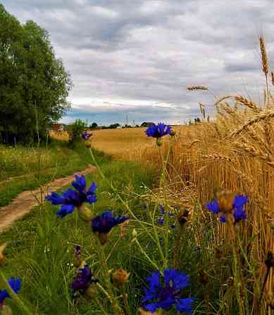 Продаж земельної ділянки 23.6 соток на вул. Шевченка Верхнє Синьовидне