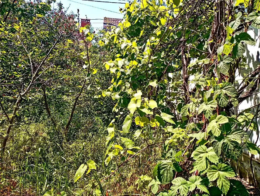 For sale land plot For the construction of a private residential building area 4.9 ares Мала Садова вулиця, 19 Odessa - photo 2