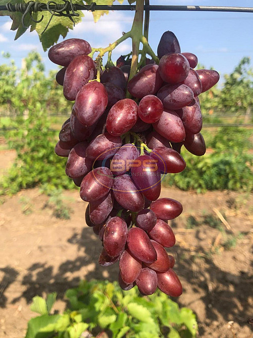 Продаж земельної ділянки 7.72 га на вул. 1 Овідіополь - фото 19