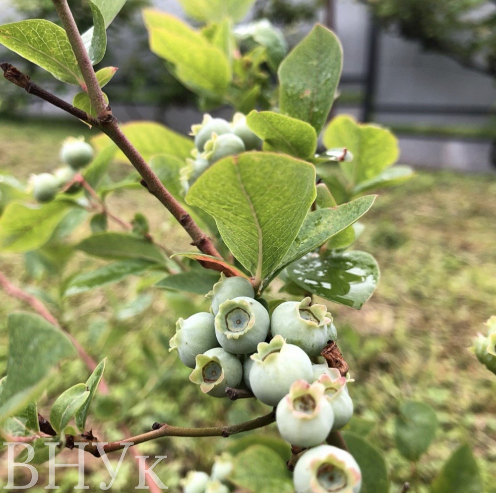 Продаж Будинок на Оноківська Uzhhorod - photo 17