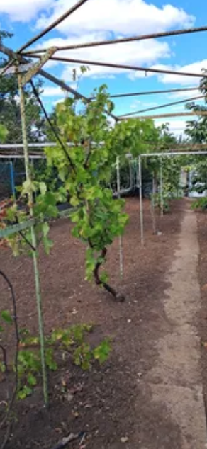 Продам дом с газом и удобствами в Светлом (Старые дачи, 5 км от Одессы) Світле - фото 13