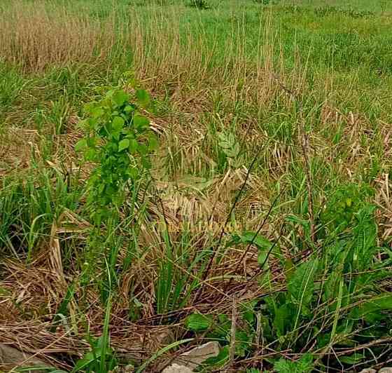 Продаж земельної ділянки 4 соток на Вишневая ул., 17 Yuriv