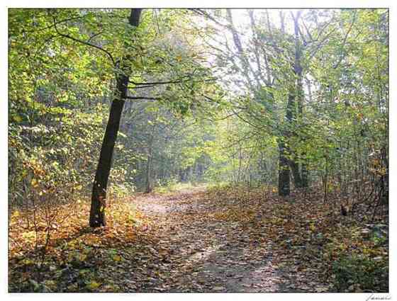 Продаж земельної ділянки 12 соток Сулимівка (Бориспільський район)