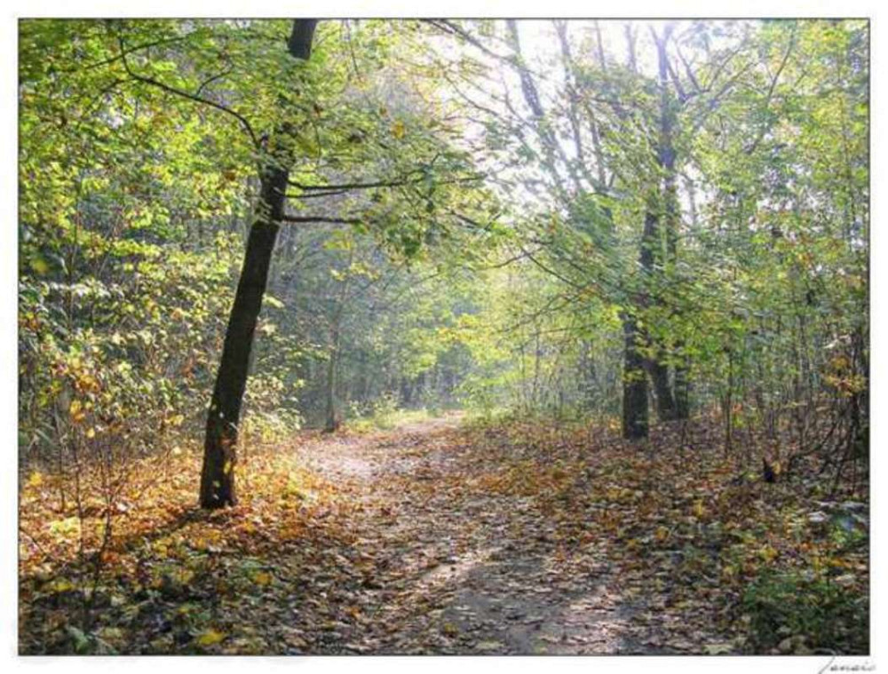 Продаж земельної ділянки 12 соток Сулимівка (Бориспільський район) - фото 1