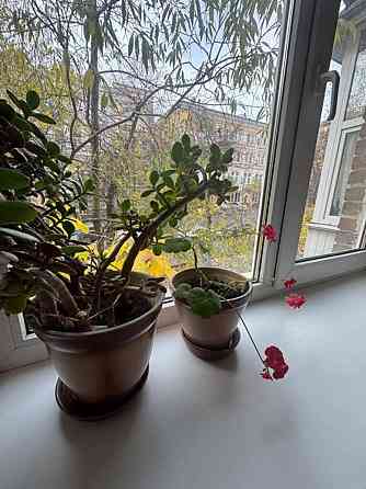 Оренда Квартира 1-кімнатна, 1/5 поверх на Тарасівська, 3 Киев