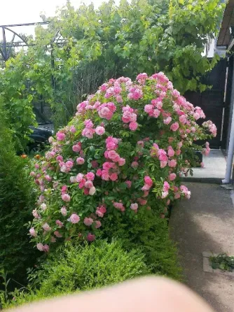 Продаж Будинок на вул. Перемоги Sanzhiika