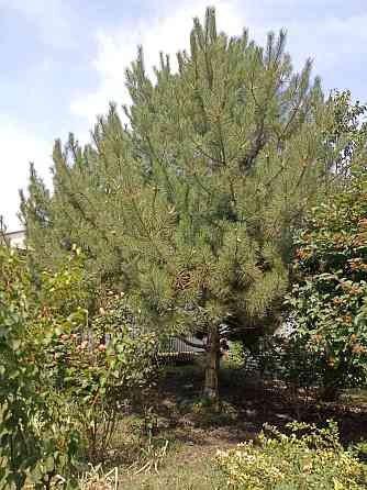 Продам дом в Фонтанке. Фонтанка