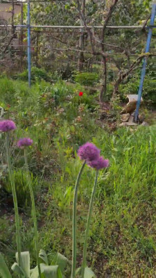 Продаж земельної ділянки 0.1 соток на СК Степное ( ул. 29-я улица), 1685 Красносилка - изображение 17