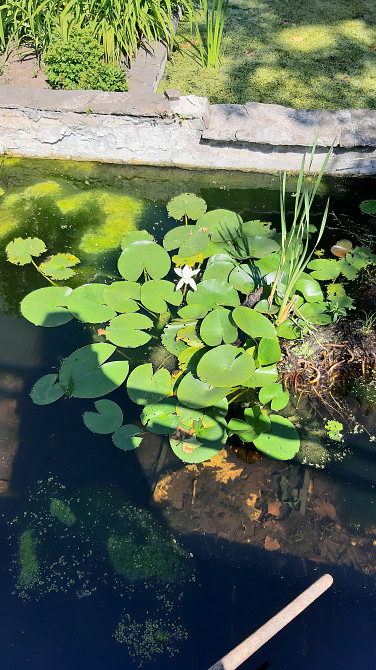 Усадьба с панорамным видом на море в Крыжановке Крижанівка (Комінтернівський район) - фото 9