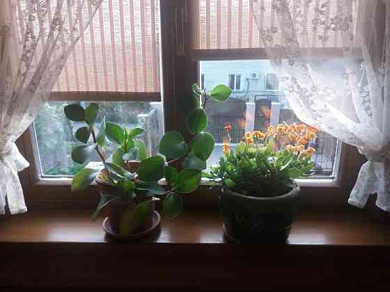 Продаж Будинок 3-кімнатний на ул. Землеустроительная, 9 Таирове