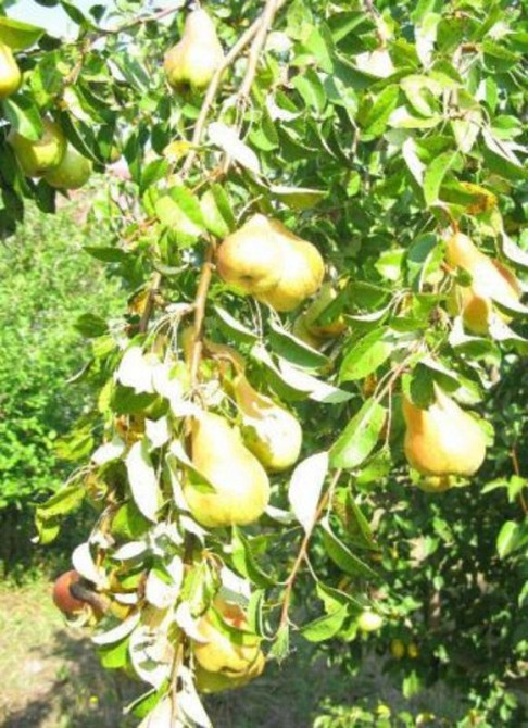 Продаж земельної ділянки 18 соток  - фото 11