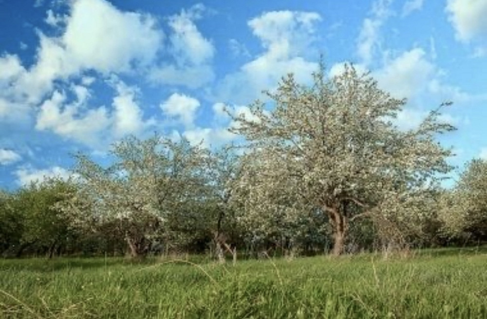 Продаж земельної ділянки 30 соток на Клітчин Zhytomyr - photo 1