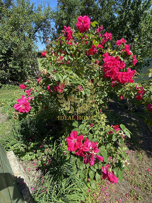 Продам дачный дом Київ, Садова 129-а вул. Kiev - photo 5