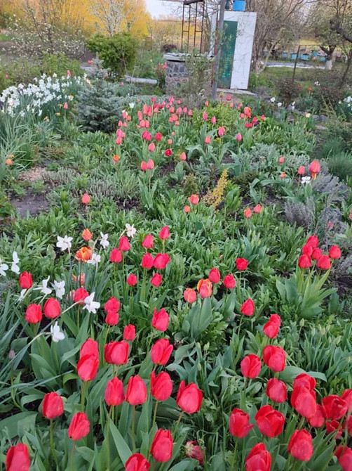 Продаж Будинок Новомиргород - фото 7