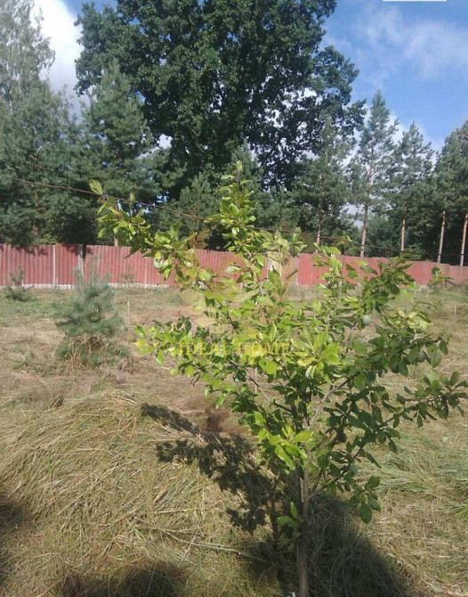 Продаж Будинок 2-кімнатний на Свободы ул., 4 Хлепча - фото 20