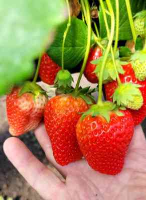 Продаж земельної ділянки 0 соток на ул. Молодіжна, 5 Роздільна