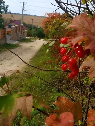 Продажа земельного участка  площадь 6.3 сот Яблунева вулиця  - изображение 3