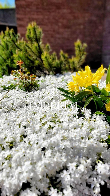 Продаж 2-поверховий Будинок з ділянкою 25 сот 520 кв.м 6 кімн. на Академічна вул. Гореничи - изображение 6