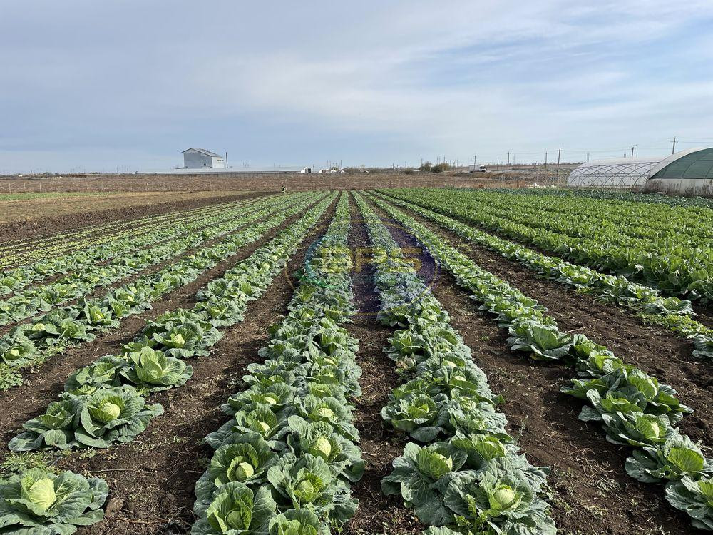 Продаж земельної ділянки 4.63 га Олександрівка - фото 4