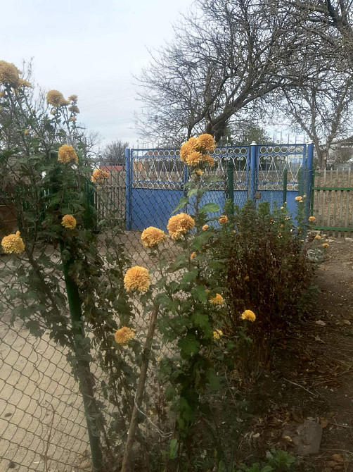 Продажа дома в с. Палиево  Одесского района Паліївка - фото 2