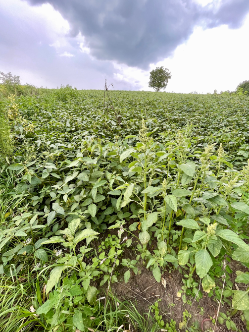 Продаж 1-поверховий Будинок з ділянкою 65 сот 57.2 кв.м 2 кімн. на Вулиця Весняна 32а Підліски - фото 10