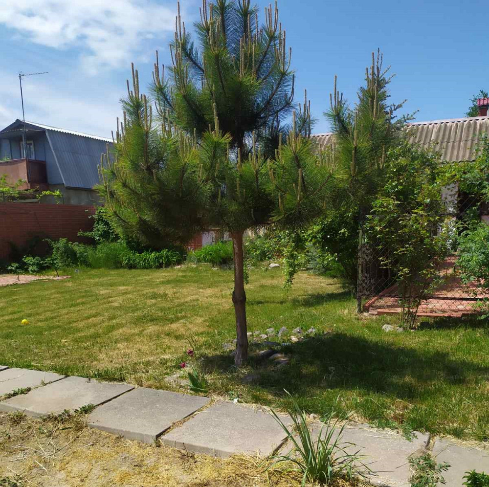 Продам 2 дома  у моря  Каролино Бугаз, ст. "Студенческая"  - фото 3