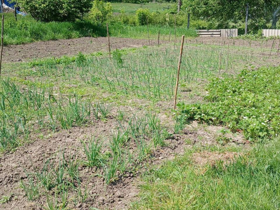 Продаж 1-поверховий Дача  45 кв.м 2 кімн. на вул. Броварська, Деньги - фото 5