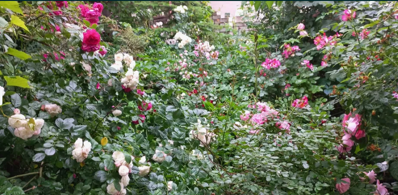 Продам дом у моря в Черноморке! 5–10 минут пешком до пляжа! Одеса - фото 17