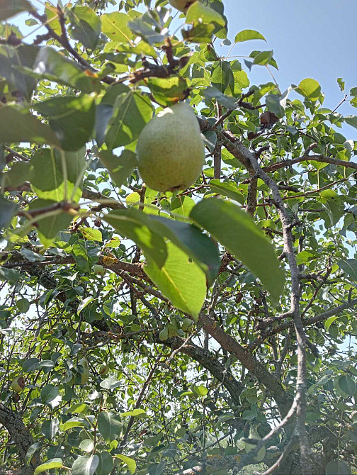 Продам дачу на берегу Хаджибеевского лимана (35 км от Одессы) Єгорівка - фото 15