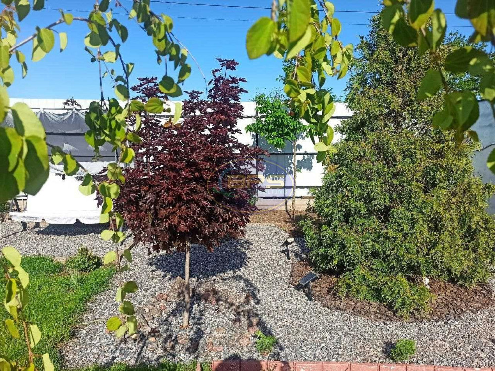 Продаж 1-поверховий Будинок з ділянкою 10 сот 95 кв.м 3 кімн.  Нова Дофінівка - фото 17