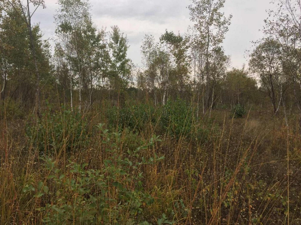 Продаж земельної ділянки 75 соток на вул. Шевченка Верхнє Синьовидне - фото 7